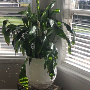 Bundle your likes & pay only $9.99 for shipping